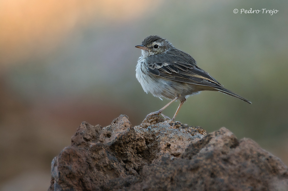 Bisbita caminero (Anthus bethelotii)